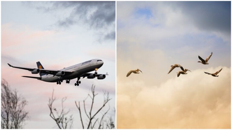 impactos-de-aves-en-aviones-comerciales